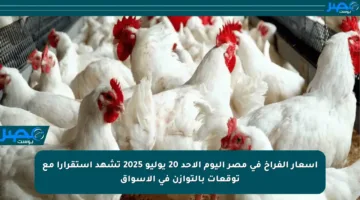 أسعار الفراخ في مصر اليوم الأحد 20 يوليو 2025 تشهد استقرارا مع توقعات بالتوازن في الأسواق